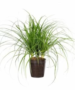 Fast Growing Trees Ponytail Palm