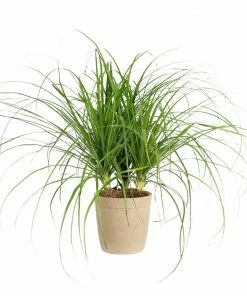 Fast Growing Trees Ponytail Palm