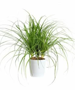 Fast Growing Trees Ponytail Palm