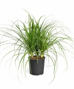 Fast Growing Trees Ponytail Palm