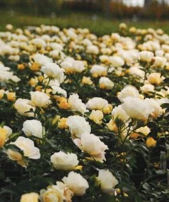 Fast Growing Trees Roses Popcorn Drift® Rose