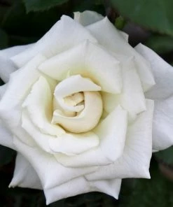 Fast Growing Trees Pope John Paul II Rose Shrub Roses