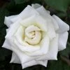 Fast Growing Trees Pope John Paul II Rose Shrub Roses