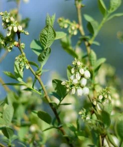 Fast Growing Trees Blueberry Bushes Powderblue Blueberry - USDA Organic
