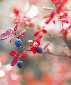 Fast Growing Trees Blueberry Bushes Powderblue Blueberry