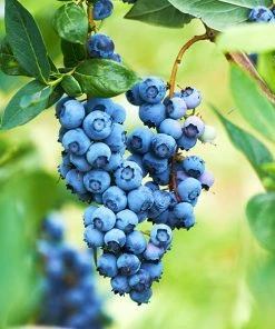 Fast Growing Trees Blueberry Bushes Powderblue Blueberry