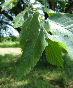 Fast Growing Trees Elm Trees Prairie Expedition® Elm Tree