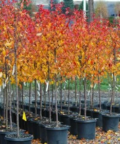 Fast Growing Trees Crabapple Trees Prairifire Crabapple Tree 9 Fast Growing Trees Crabapple Trees Prairifire Crabapple Tree