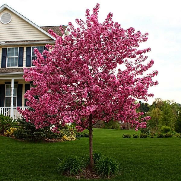 Fast Growing Trees Crabapple Trees Prairifire Crabapple Tree 3 Fast Growing Trees Crabapple Trees Prairifire Crabapple Tree