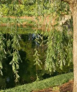 Fast Growing Trees Willow Trees Prairie Cascade Weeping Willow