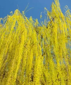 Fast Growing Trees Willow Trees Prairie Cascade Weeping Willow