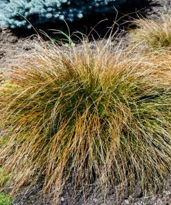 Fast Growing Trees Prairie Fire Sedge