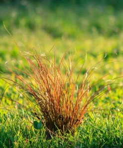 Fast Growing Trees Prairie Fire Sedge