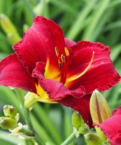 Fast Growing Trees Prairie Wildfire Daylily