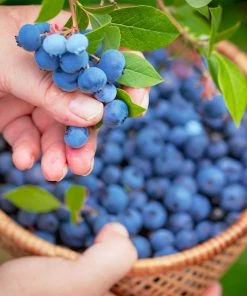 Fast Growing Trees Blueberry Bushes Premier Blueberry Bush - USDA Organic