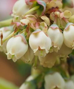 Fast Growing Trees Blueberry Bushes Premier Blueberry Bush - USDA Organic