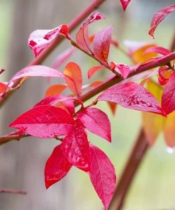 Fast Growing Trees Blueberry Bushes Premier Blueberry Bush - USDA Organic