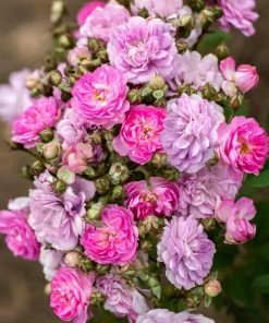 Fast Growing Trees Pretty Polly® Lavender Rose Roses