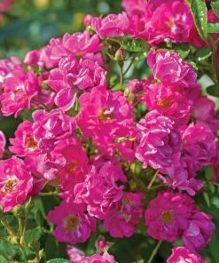 Fast Growing Trees Pretty Polly® Pink Rose