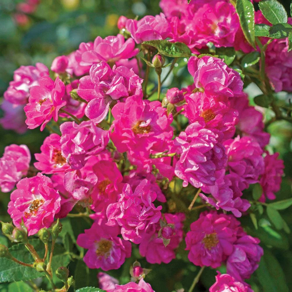 Fast Growing Trees Pretty Polly® Pink Rose 4 Fast Growing Trees Pretty Polly® Pink Rose
