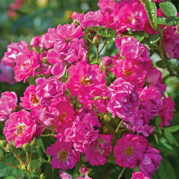 Fast Growing Trees Pretty Polly® Pink Rose 3 Fast Growing Trees Pretty Polly® Pink Rose