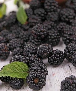 Fast Growing Trees See All Fruit Trees Prime Ark Freedom Blackberry - USDA Organic
