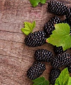 Fast Growing Trees See All Fruit Trees Prime Ark Freedom Blackberry - USDA Organic