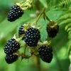 Fast Growing Trees Prime Ark Freedom Blackberry Blackberry Bushes 2 Fast Growing Trees Prime Ark Freedom Blackberry Blackberry Bushes