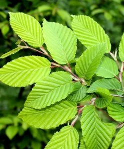 Fast Growing Trees Princeton American Elm Tree