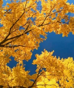 Fast Growing Trees Princeton American Elm Tree
