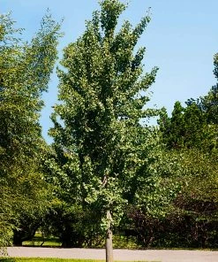 Fast Growing Trees Princeton Sentry™ Columnar Ginkgo Tree