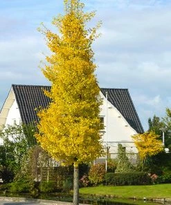 Fast Growing Trees Princeton Sentry™ Columnar Ginkgo Tree