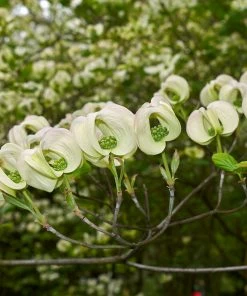 Fast Growing Trees Mexican Flowering Dogwood Tree Dogwood Trees