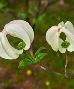 Fast Growing Trees Mexican Flowering Dogwood Tree Dogwood Trees