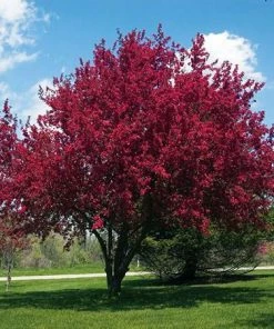 Fast Growing Trees Crabapple Trees Profusion Crabapple Tree