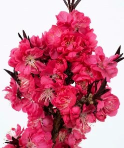 Fast Growing Trees Ruby Ruffle™ Patio Peach Tree Shop Indoor & Patio Fruit
