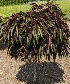 Fast Growing Trees Ruby Ruffle™ Patio Peach Tree Shop Indoor & Patio Fruit