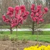 Fast Growing Trees Ruby Ruffle™ Patio Peach Tree Shop Indoor & Patio Fruit