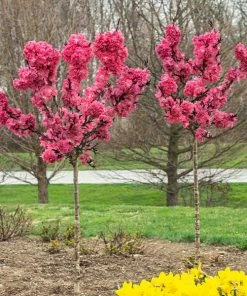 Fast Growing Trees Ruby Ruffleâ„¢ Patio Peach Tree Shop Indoor & Patio Fruit