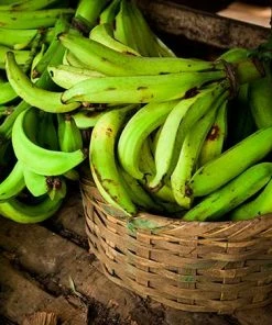 Fast Growing Trees Puerto Rican Plantain Banana Tree Banana Trees 10 Fast Growing Trees Puerto Rican Plantain Banana Tree Banana Trees