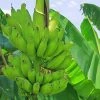 Fast Growing Trees Puerto Rican Plantain Banana Tree Banana Trees 1 Fast Growing Trees Puerto Rican Plantain Banana Tree Banana Trees