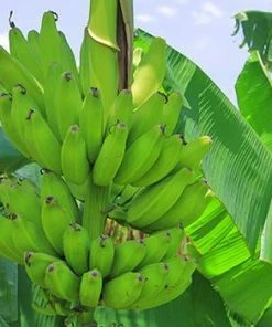 Fast Growing Trees Puerto Rican Plantain Banana Tree Banana Trees