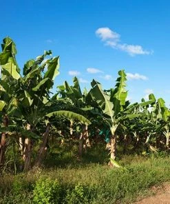 Fast Growing Trees Puerto Rican Plantain Banana Tree Banana Trees 11 Fast Growing Trees Puerto Rican Plantain Banana Tree Banana Trees