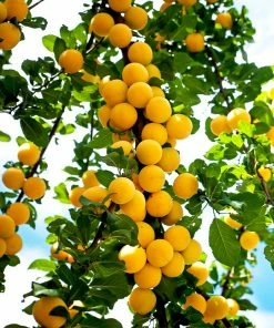 Fast Growing Trees Puget Gold Apricot Tree