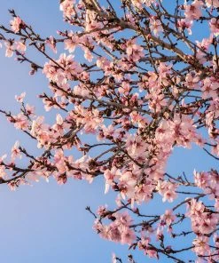 Fast Growing Trees Puget Gold Apricot Tree