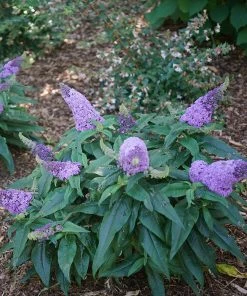 Fast Growing Trees Pugster® Amethyst Butterfly Bush See All Shrubs & Hedges