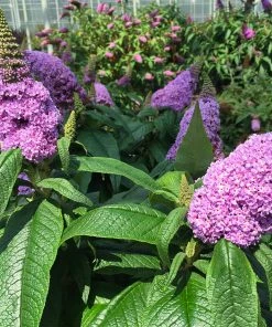 Fast Growing Trees Pugster® Amethyst Butterfly Bush See All Shrubs & Hedges