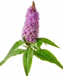 Fast Growing Trees Pugster® Amethyst Butterfly Bush See All Shrubs & Hedges