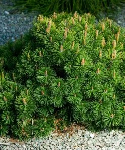 Fast Growing Trees Dwarf Mugo Pine Pine Trees