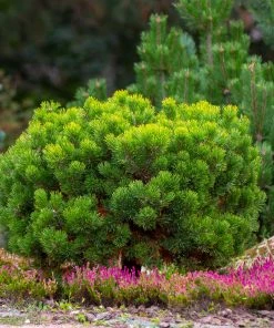 Fast Growing Trees Dwarf Mugo Pine Pine Trees